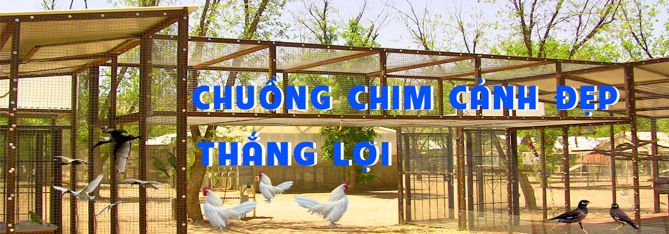 chuongchimcanhdepthangloi